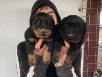 Üst Kalite Orjinal Rottweiler Yavruları