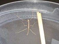 YAVRU SOPA BÖCEKLERİ (Medauroidea Extradentata)