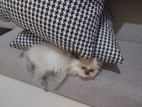 Sütlaç isimli kedimiz için yeni ev