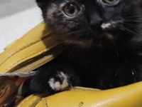 2 aylık kedimiz kızımız ve oğlumuz yeni yuvalarını arıyor