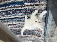 3 erkek ve 1 kadın yavru 3 aylık british shorthair
