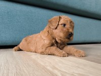 İLK DOĞUM İLK YAVRULAR POODLE