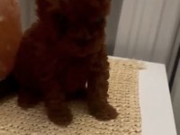 Red Brown Kore 4.5 Aylık Dişi