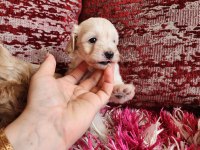 SAĞLIK VE IRK GARANTİLİ MALTİPOO