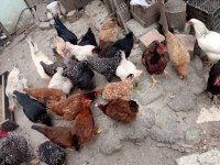 Görseldeki cinslere ait kuluçkalık Yumurta bulunur