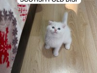 SÜT BEYAZ SCOTTİSH FOLD PRENSES HAZIR