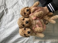 Mükemmel Kalite TOY POODLE yavrular