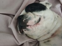 Safkan Dişi French Bulldog