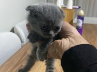 Scottish fold kedisi