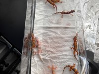 Leopard gecko