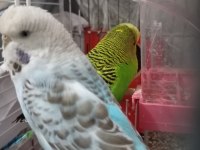 Güzel vasıflı muhabbet kuşum