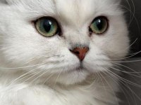 British longhair kedimiz