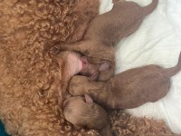 Evimde gözüm gibi baktığım poodle bebeklerim