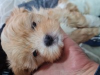 Maltipoo yavrumuz
