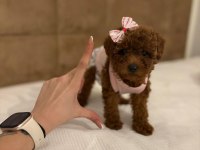 Aşılı Wc Eğitimli Toy Poodle Yavrular