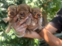 BURSA MALTİPOO BEBEKLER