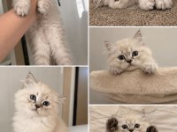 3 aylık erkek british longhair yavru