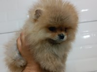 Pomeranian Teddy Bear