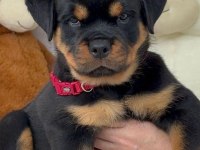 Saf Kan Hattı Rottweiler