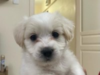 60 günlük maltese terrier ped eğitimleri var