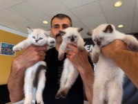 10 YENİ BRITISH SHORTHAIR YAVRULR ANKARA MAĞAZAMZDA GÖRN