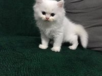 BRİTİSH LONGHAİR DİŞİ