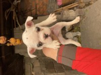 Son 2 erkek yavru kaldı 3 aylık french bulldog