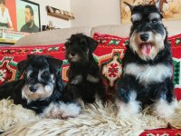 FCI Pedigreeli Miniature Schnauzer yavrusu