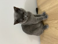 British shorthair 4 buçuk aylık oğlumuza yuva arıyoruz