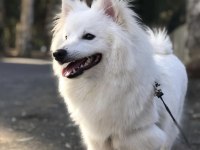 Pomeranian spitz