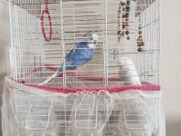 KEDİ ALDIĞIMIZDAN DOLAYI KUŞUMUZU İLGİLENEMİYORUZ