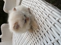 Orjinal British Longhair
