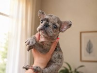 Merle french bulldog erkek yavrumuz yeni ailesini bekliyor