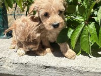 Maltipoo yavrum 55 günlük