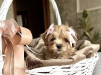 Kore maltipoo yavruları