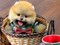 Erkek pomeranian yavrumuz