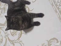 Cins british shorthair kedimiz