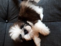 Şecereli shih tzu yavrular
