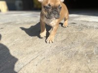 FRENCH BULLDOG BEBEĞİME YENİ YUVA ARIYORUM