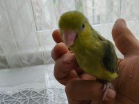 Yavru forpus papağanımız