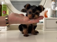 Yorkshire teacup kilo garantili baby face bebeğim