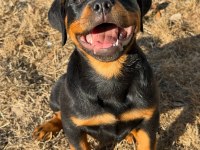 Evinizin neşesi rottweiler yavrular kapıda ödeme