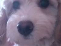 Anne maltipoo baba toy poodle