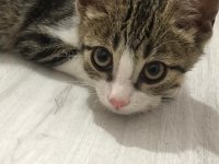 ACİL TEKİR KEDİSİ SAHİPLENDİRME