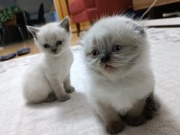 Sevimli scottish fold yavrular