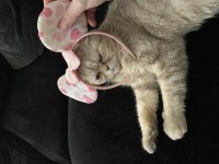 Ücretsiz sahiplendirme 3 yaşında scottish fold