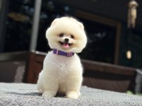 En tatlı Pomeranian Boo