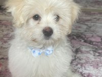 Maltese pomerian mix yavru