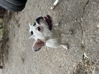 Yavru french bulldog