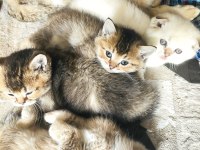 Scottish fold longhair kırık kulak